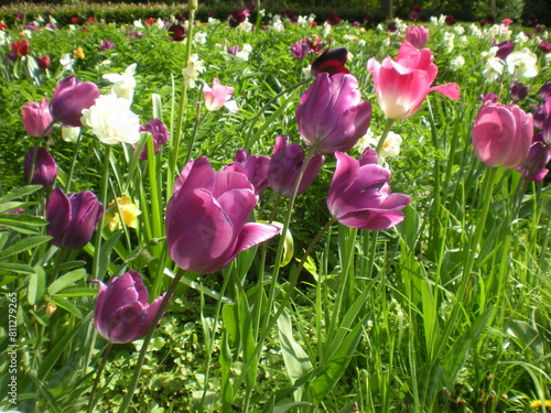 purple tulips © J