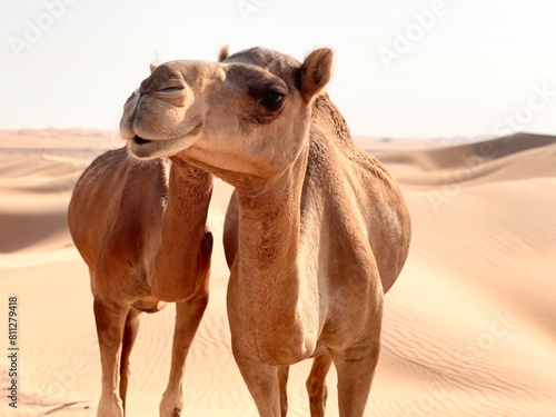 Majestic Camels in Vast Sands