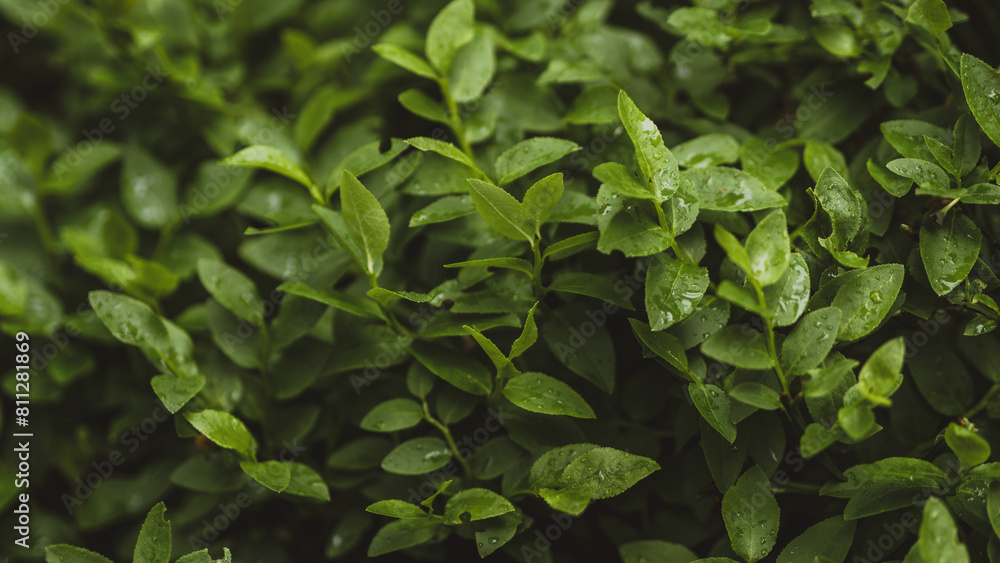 Green tea leaves with drops of dew. Fresh tea leaves. Green tea leaves with drops of dew. Fresh tea leaves.