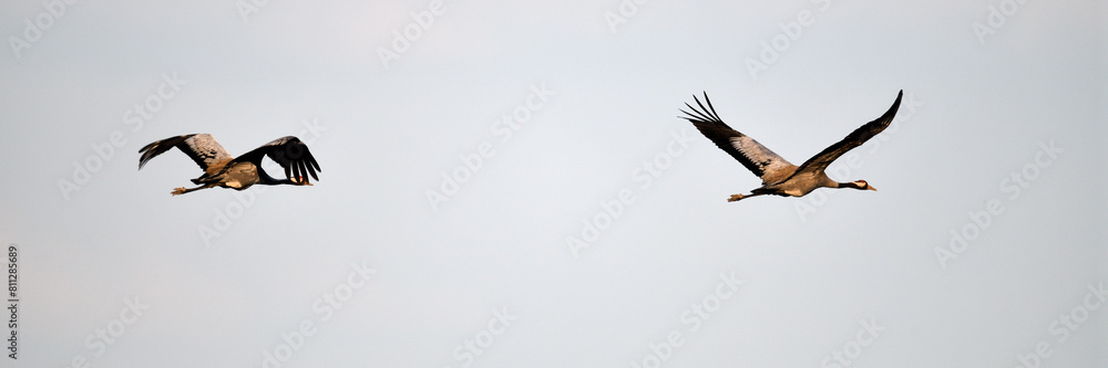 Obraz premium Vogel des Glücks. Freigestellte Kranich Vögel im Flug am Himmel. Seitenansicht-Header-Vorlage vom frohen Pfingst-Sonntag als Wunscherfüller Symbol der Fruchtbarkeit