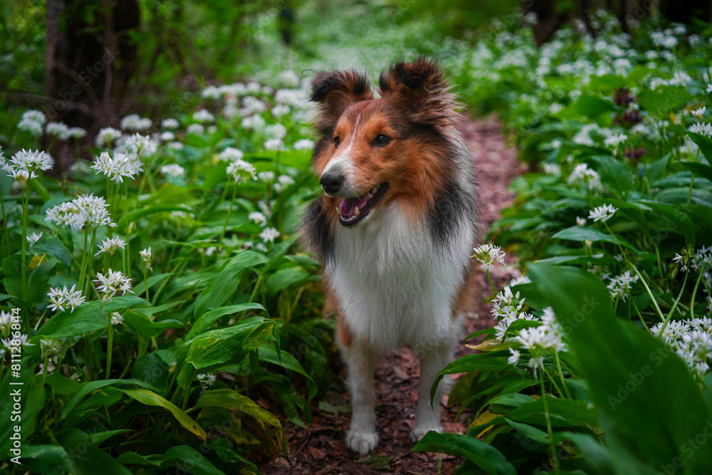 Adorable puppy of shetland sheepdog also known as sheltie in the middle of field of bears garlic.
Adorable puppy of shetland sheepdog also known as sheltie in the middle of field of bears garlic.