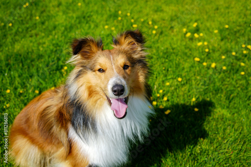 Adorable puppy of shetland sheepdog also known as sheltie. 