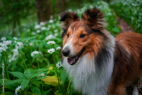 Adorable puppy of shetland sheepdog also known as sheltie in the middle of field of bears garlic. 