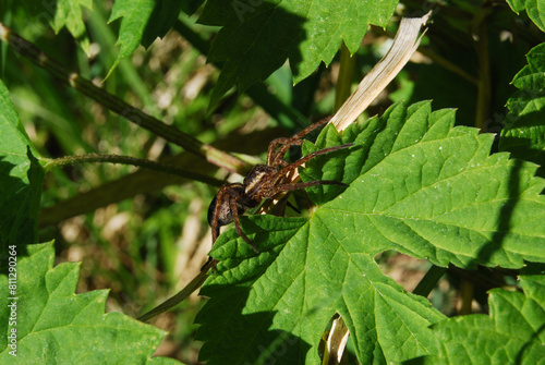 spider with long legs on a green blackberry leaf in the forest