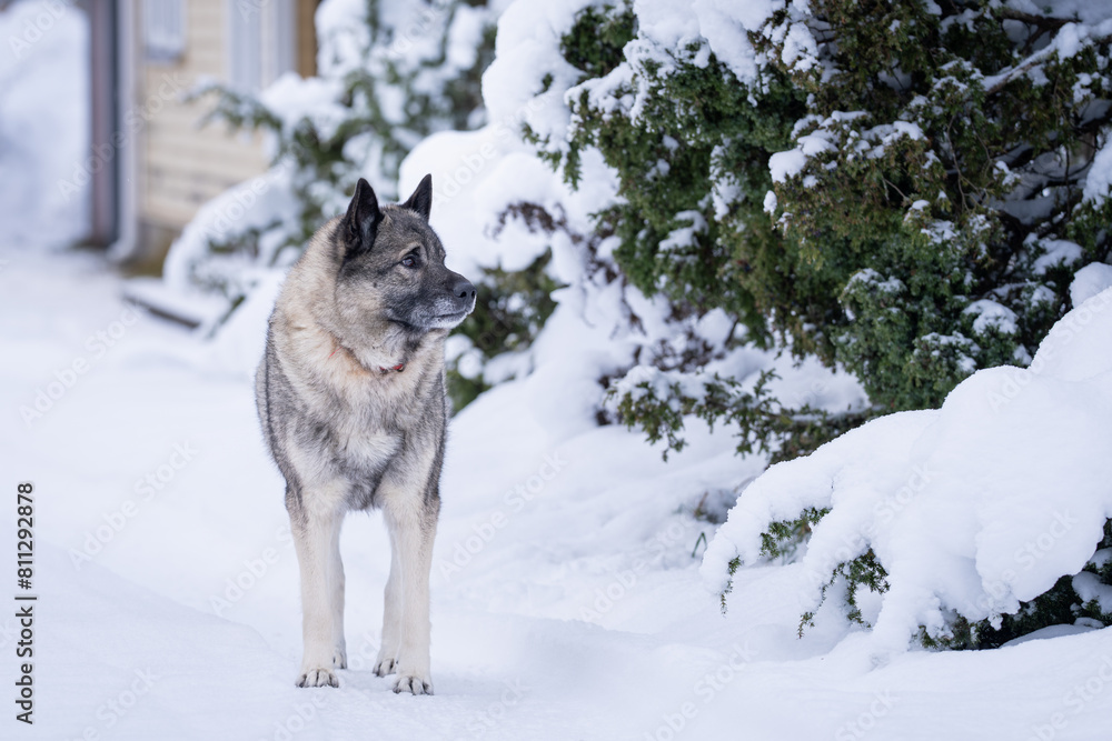 Norwegian elkhound guarding house in winter day and white snow arround. The Norwegian Elkhound has served as a hunter, guardian, herder, and defender. Norwegian elkhound guarding house in winter day and white snow arround. The Norwegian Elkhound has served as a hunter, guardian, herder, and defender.