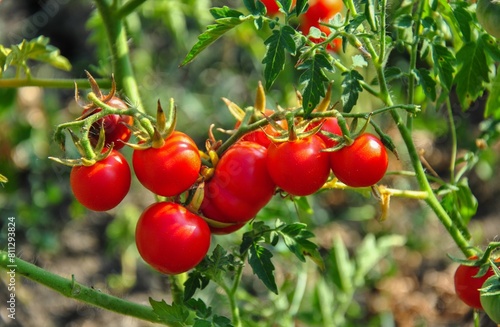 Ripe tomato branch. Tomato crop