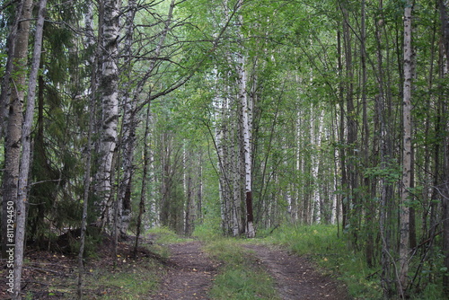 Birch grove on a summer day