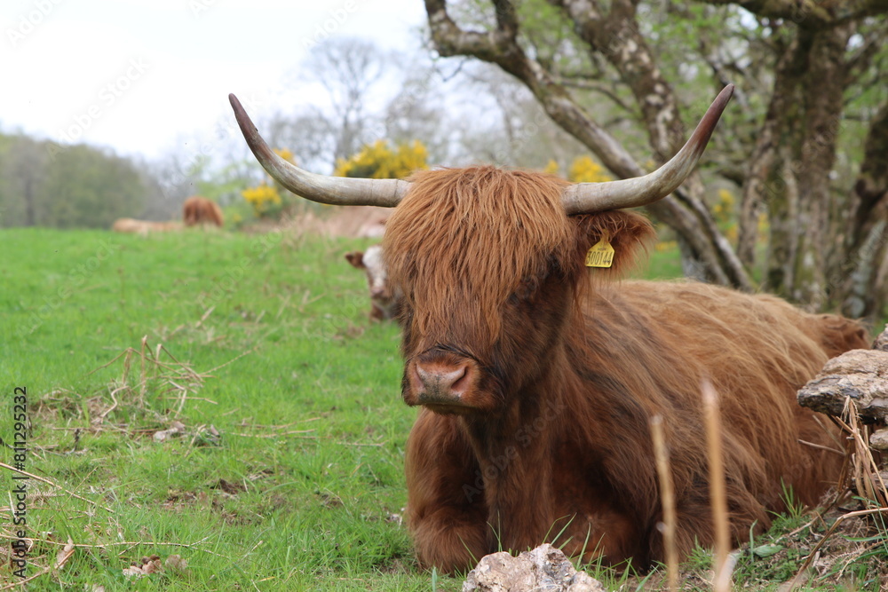 Vache écossaire des highlands Vache écossaire des highlands
