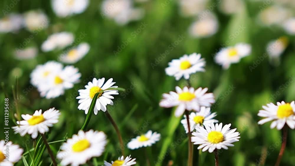 beautiful chamomile field.blooming meadow.panoramic view.alpine landscape.spring nature.white meadow grass.travel and tourism.alpine mountains.view of lake and mountains. beautiful chamomile field.blooming meadow.panoramic view.alpine landscape.spring nature.white meadow grass.travel and tourism.alpine mountains.view of lake and mountains.