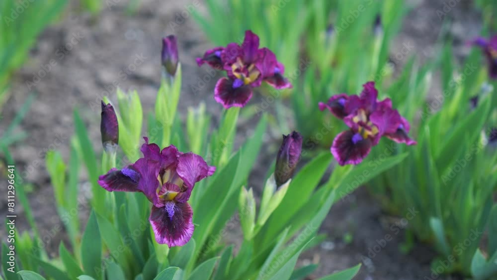 low-growing varietal irises with maroon flowers of the Demon variety close-up among green leaves on a garden plot in a nursery of ornamental plants low-growing varietal irises with maroon flowers of the Demon variety close-up among green leaves on a garden plot in a nursery of ornamental plants
