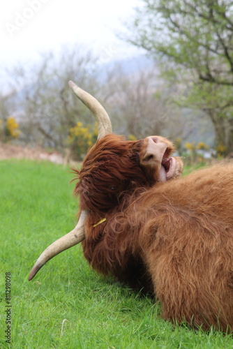 Vache écossaire des highlands photo