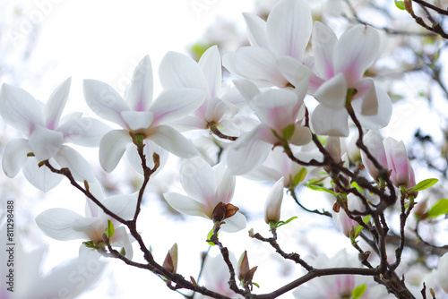 Elegant White Magnolia Flower In Full Bloom With Blurred Background