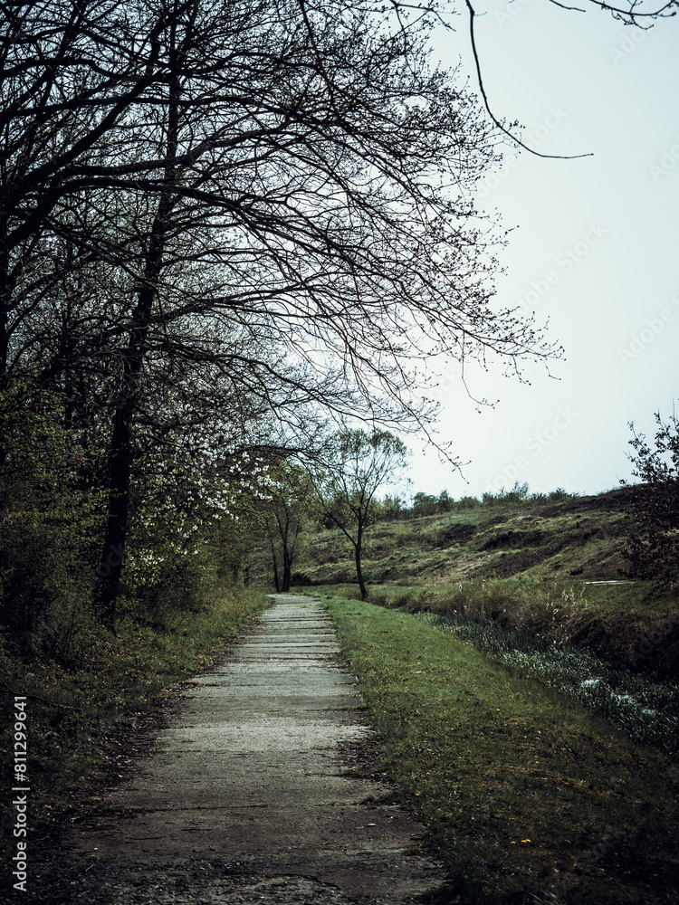 Path in the forest with bare trees and cloudy sky. Path in the forest with bare trees and cloudy sky.