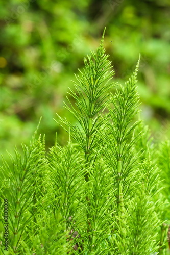 Equisetum arvense aka common horsetail. Prehistoric medical herb.