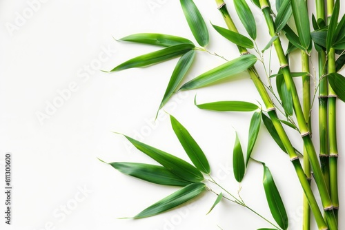 A bunch of bamboo leaves are arranged in a row on a white background. Concept of calm and tranquility with copy space