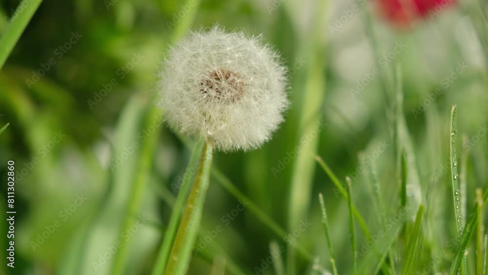 Ripe dandelion seeds. Fluffy dandelion grows in a meadow in spring. Spring allergies. Ripe dandelion seeds. Fluffy dandelion grows in a meadow in spring. Spring allergies.