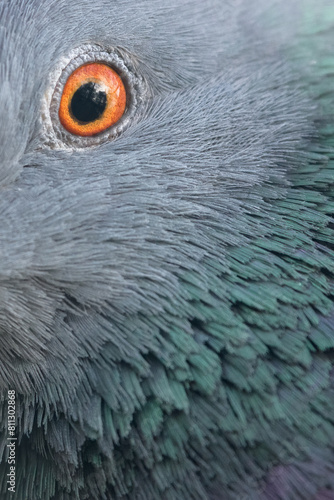 close up of a bird