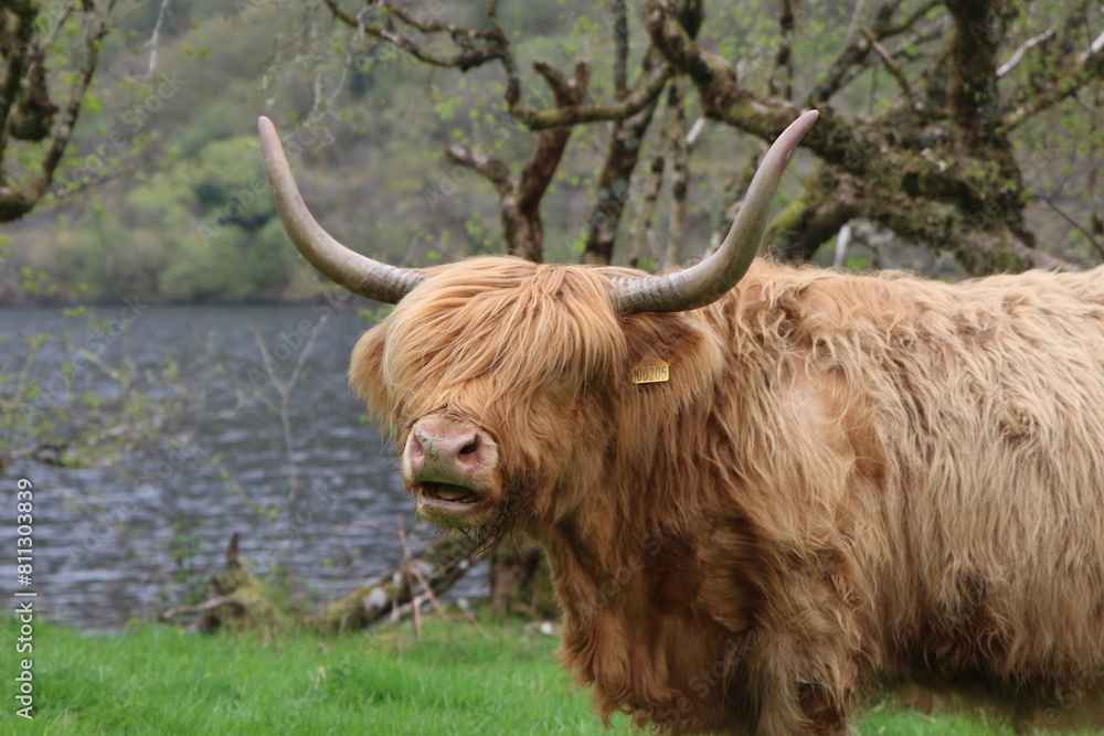 Vache iconique écossaise highland Vache iconique écossaise highland