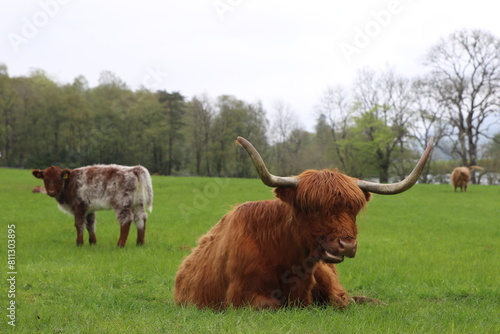 Vache iconique écossaise highland 