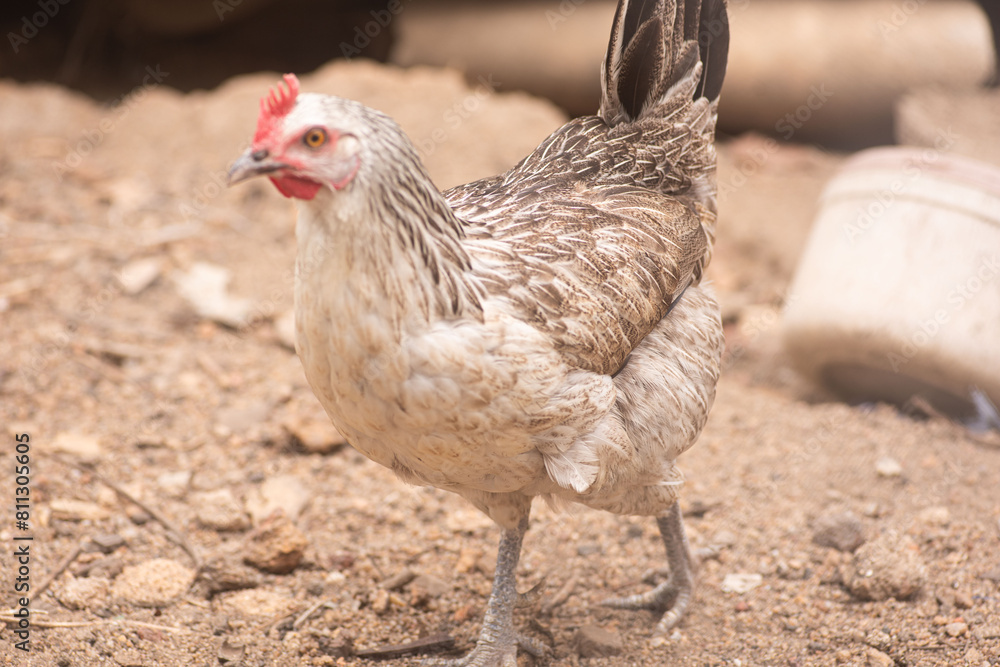 A grey and white feathered local rural hen with a red crown A grey and white feathered local rural hen with a red crown