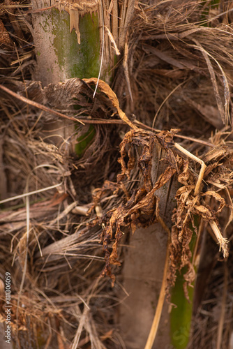 The dried bark of a tropical palm kernel tree