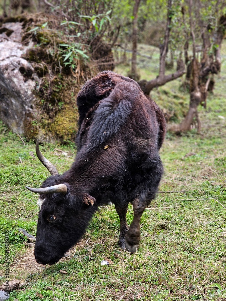 Fototapeta premium An yalk of Arunachal, India