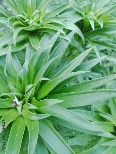 lily before the beginning of flowering