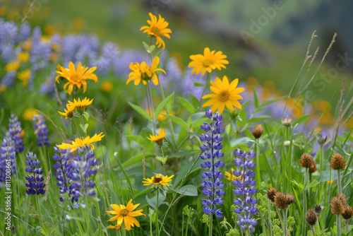 Balsamroot Wildflowers: Rolling Meadow of Bright Yellow Indigenous Plants, Native Herb photo