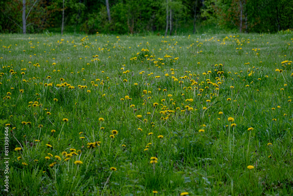 Beautiful spring shot with a dandelion meadow