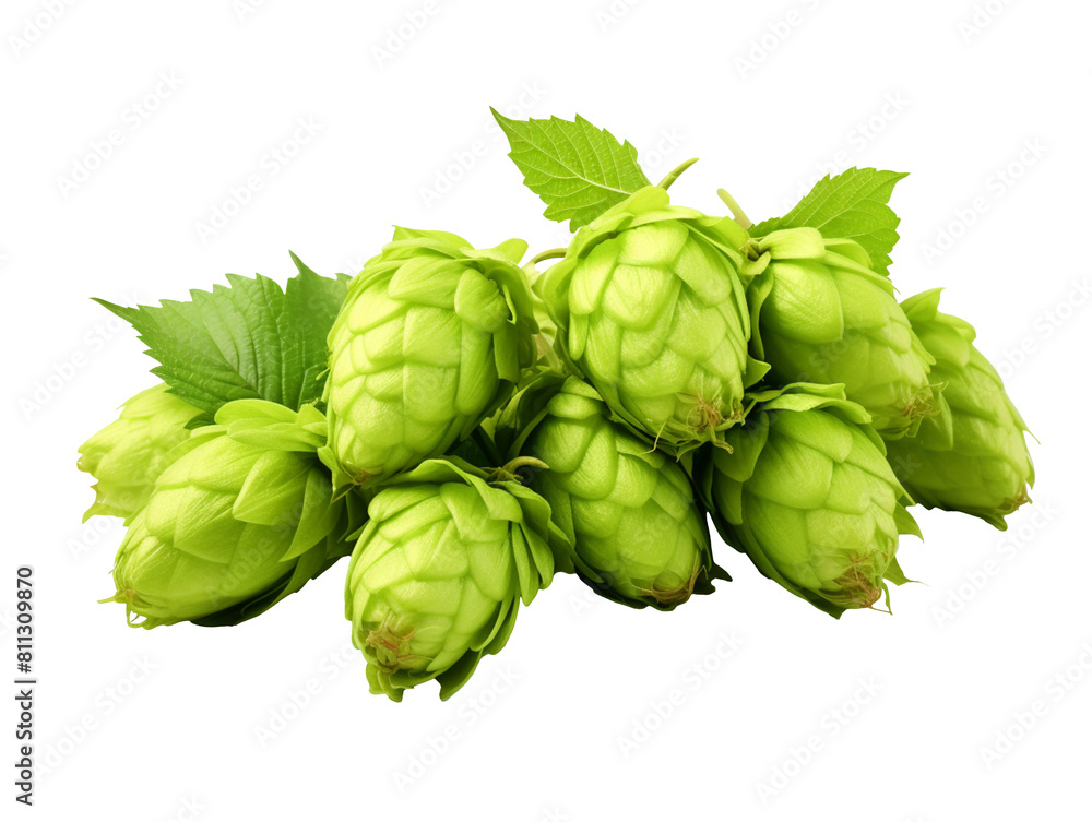 Obraz premium Pile of hop cone isolated on transparent background