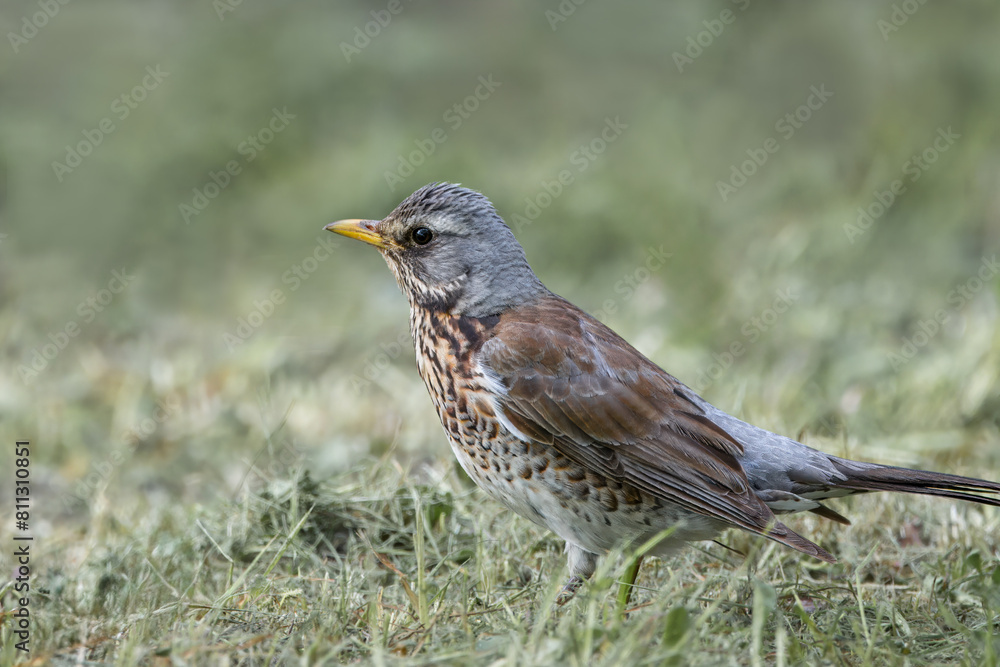 An adult fieldfare stands on the green grass perpendicular to the camera lens on a sunny spring evening. An adult fieldfare stands on the green grass perpendicular to the camera lens on a sunny spring evening.