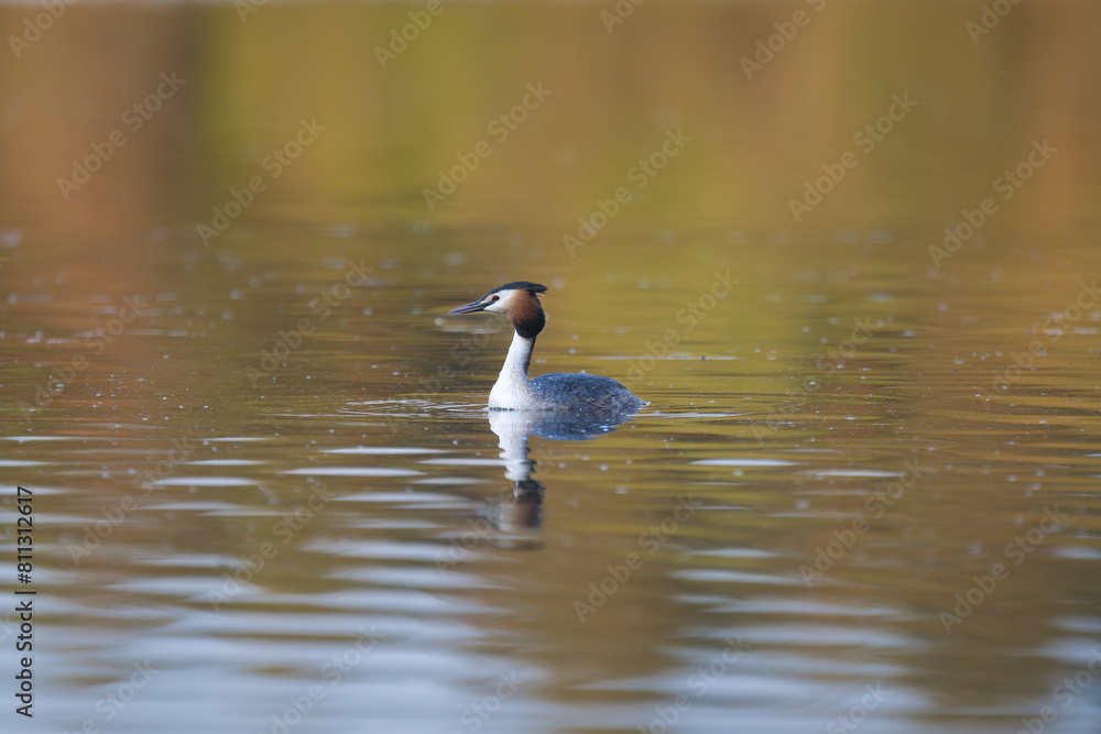 Great crested grebe - Podiceps cristatus - swimming in colorful calm water. Photo from Masurian Lake Land in Poland. Great crested grebe - Podiceps cristatus - swimming in colorful calm water. Photo from Masurian Lake Land in Poland.