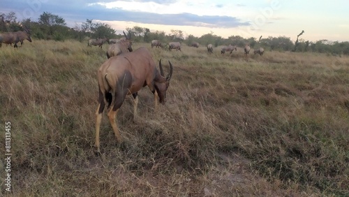 masai mara & serengeti safari drive photo