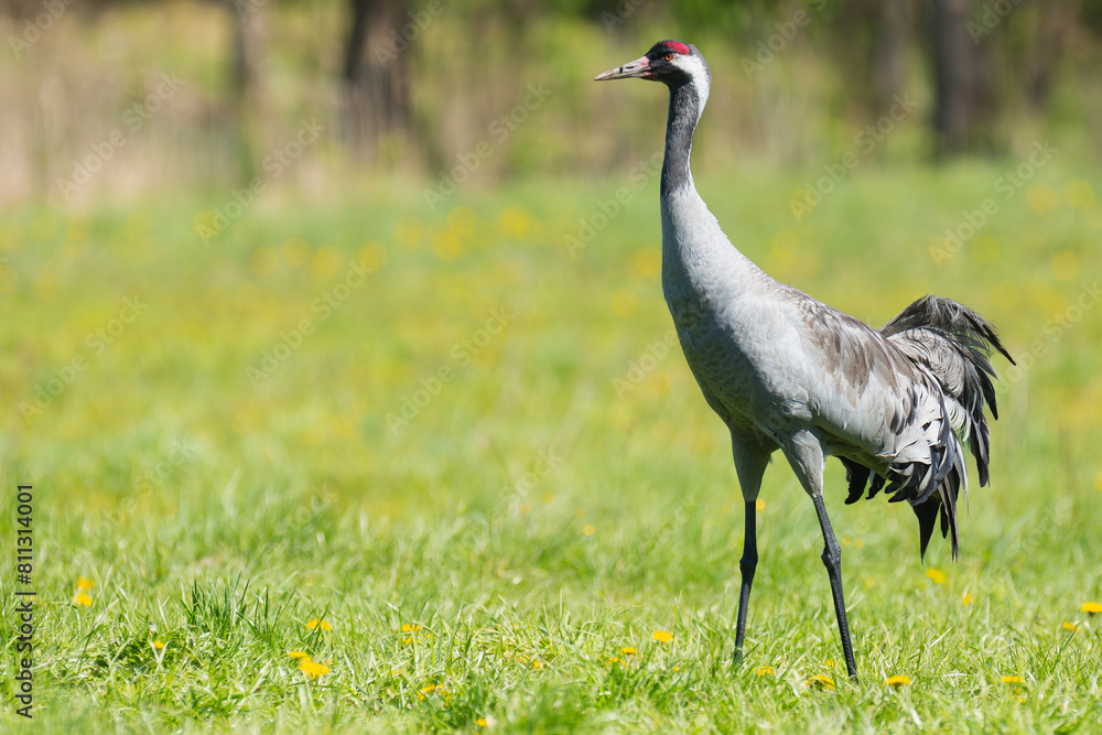 Naklejka premium Common crane, Eurasian crane - Grus grus on green grass with meadow in background. Photo from Masurian Lake Land in Poland. Copy space on right side.
