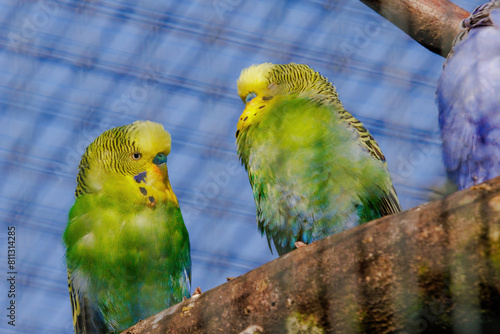 Budgerigar, perching on branch, colorfull birds, small, zoo photo