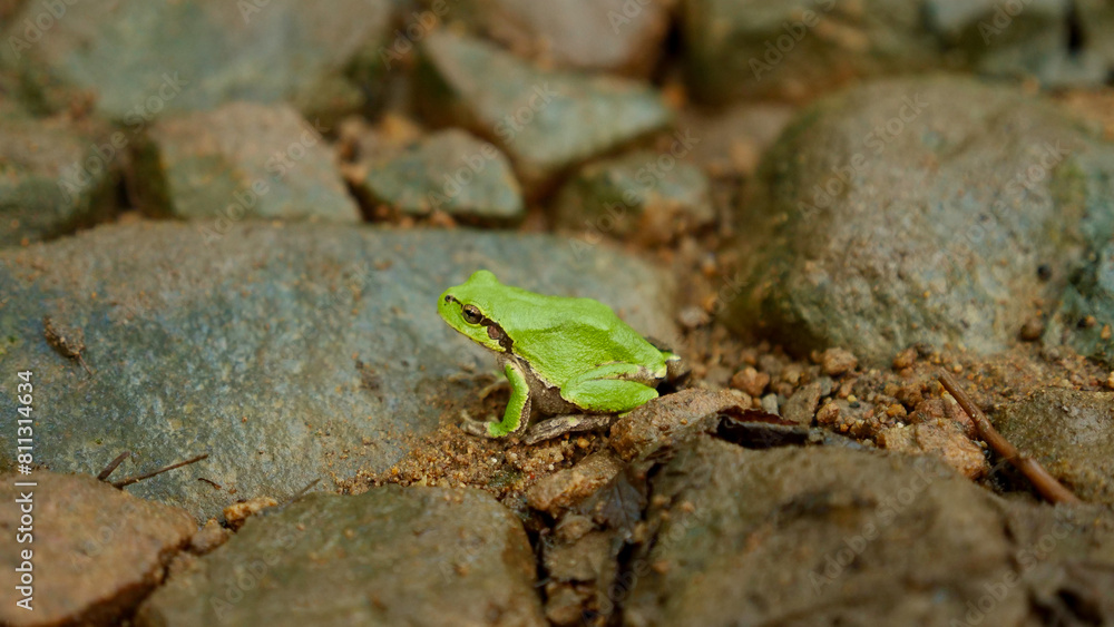 Naklejka premium green tree frog