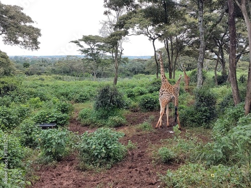 giraffe in the savannah