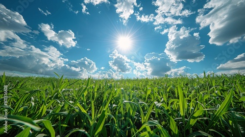 Field of Green Grass Under Blue Sky