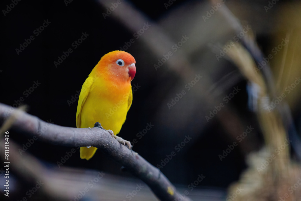 Obraz premium A yellow and orange bird is perched on a branch