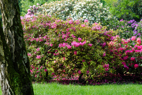 Wallpaper Mural Blossoming Tree in Spring. Spring time in nature Torontodigital.ca