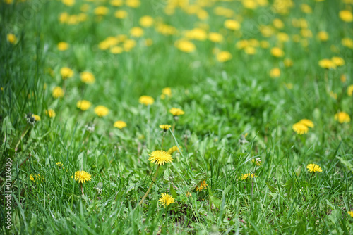 Dandelions are shown on un mowed grass