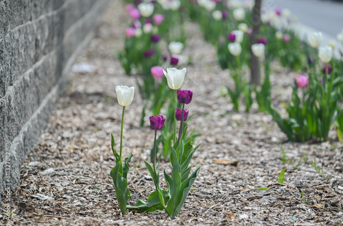 Tulips in bloom on a warm spring day