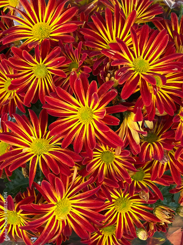 Red Pelee Chrysanthemums Autumn Flowers