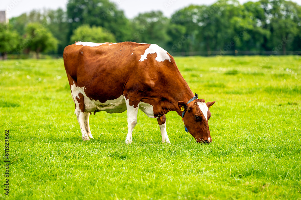 a brown white cow grazes in the meadow under the blue sky a brown white cow grazes in the meadow under the blue sky