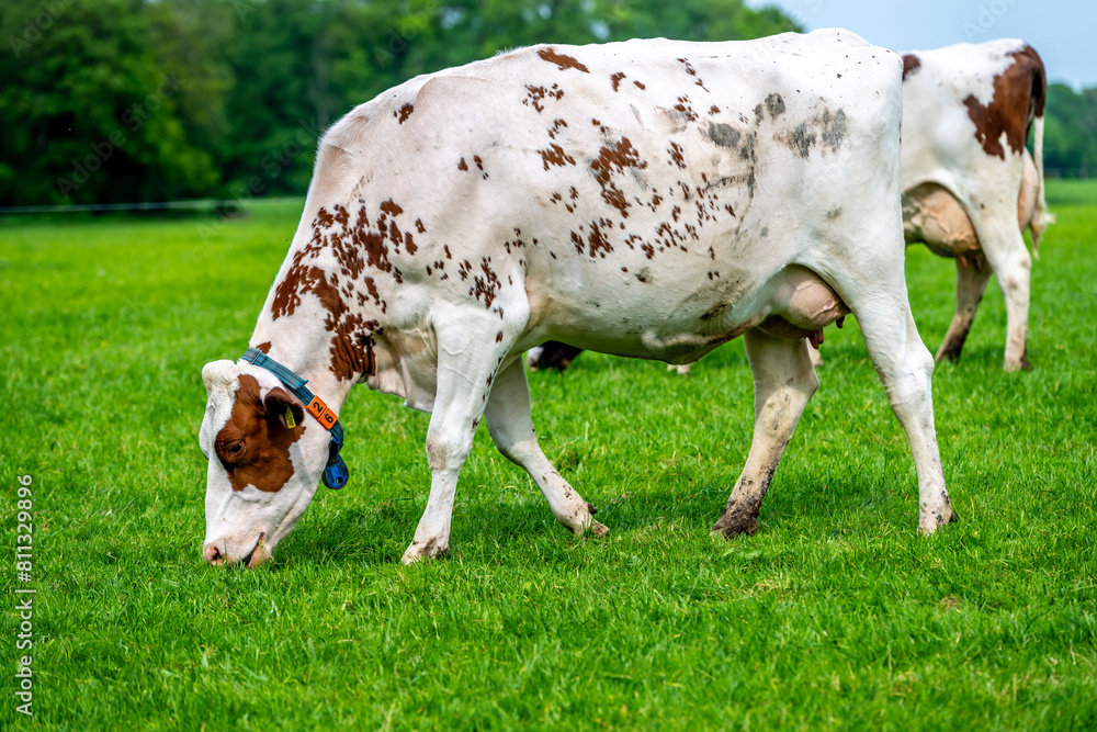 a brown white cow grazes in the meadow under the blue sky a brown white cow grazes in the meadow under the blue sky