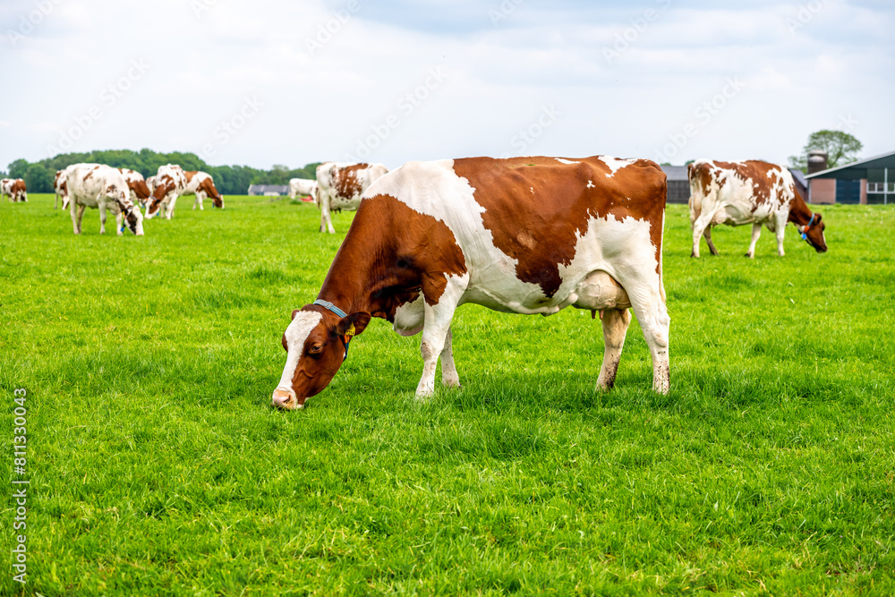 a brown white cow grazes in the meadow under the blue sky a brown white cow grazes in the meadow under the blue sky