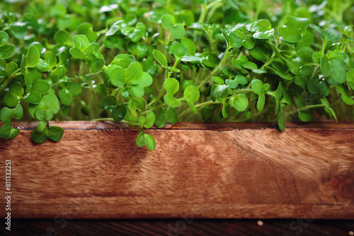 Macro shot of vibrant mustard microgreens in a biodegradable container, a nutritious addition to any diet. photo