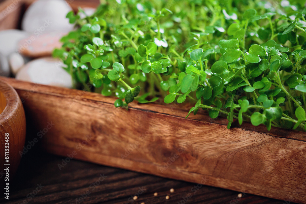 Close-up of mustard microgreens sprouts in a wooden tray, illustrating eco-friendly home gardening and healthy eating. Close-up of mustard microgreens sprouts in a wooden tray, illustrating eco-friendly home gardening and healthy eating.