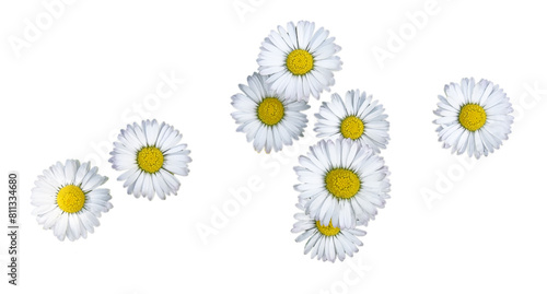 Daisies - PNG file without background