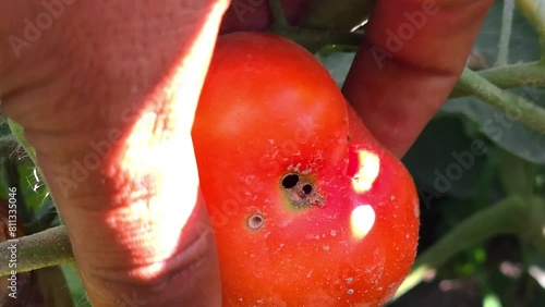 Gardener Picking Tomato In Vegetable Garden Farmer Harvesting Of Tomatoes organic 4k ecological chemical free farming no GMO non genetically modified vegetables mature red 4k Footage  photo